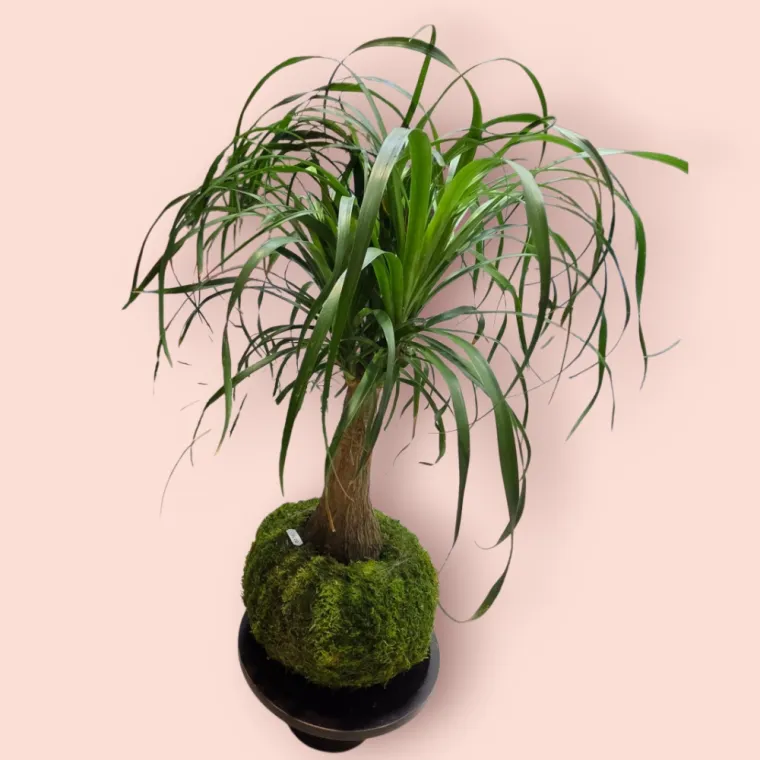 Où peut-on trouver des plantes à offrir autour de Montpellier ?, Nîmes, Valnat Créations