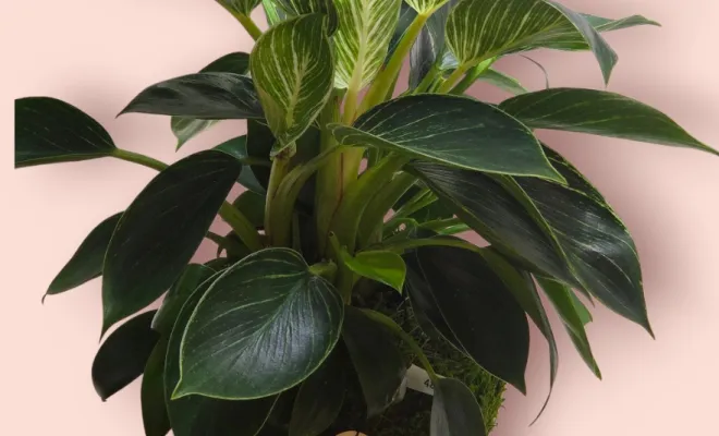 Où peut-on trouver des plantes à offrir autour de Montpellier ?, Nîmes, Valnat Créations